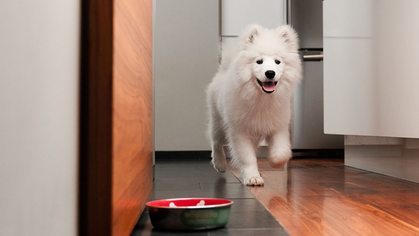 Hvernig hafa gæludýrin það heima á meðan þú ert í burtu